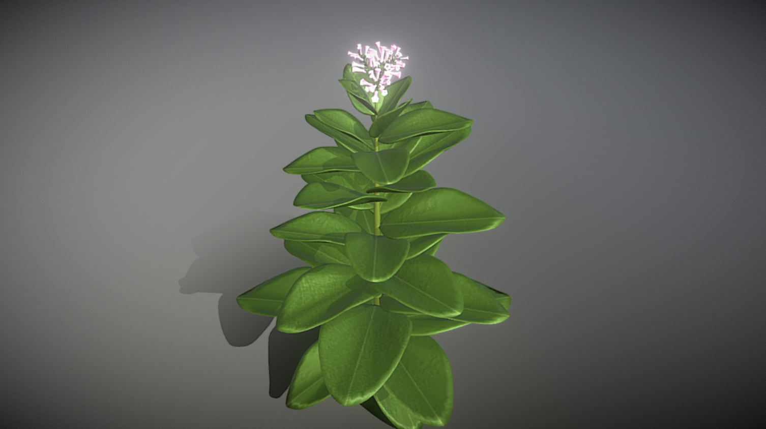 Tobacco Plant